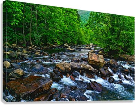 Forest Stream Canvas Print