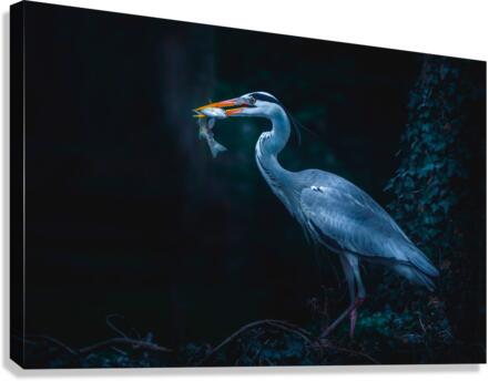 Herons Meal Canvas Print