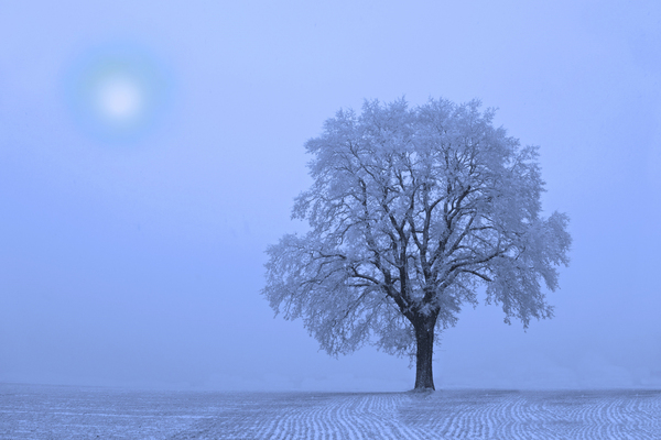 First Snow by David Dehner