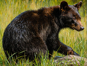 A Bear and his rock. AI Generated
