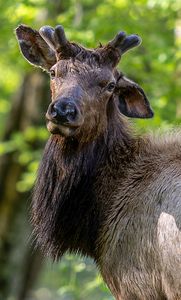 Bull Elk - The Beginnings of Growth
