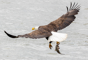 One Claw Catch