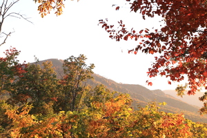 A Veiw of Mt Leconte in Autumn 