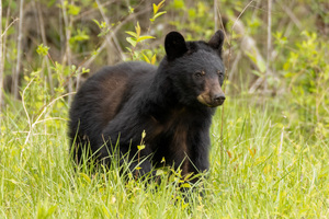 Guardian of the Smokies.
