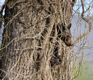 Master of Camouflage 