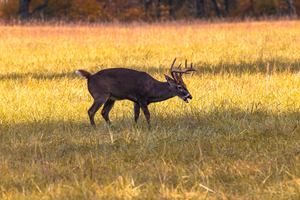 Mid Graze