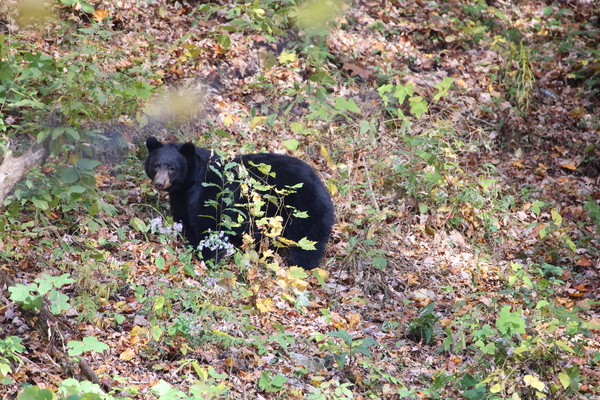 You cant see me bear by Vividscope