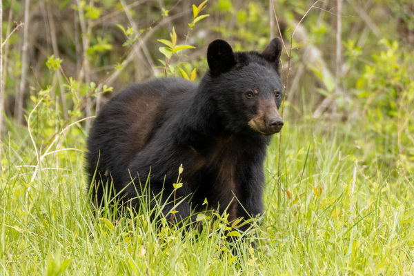 Guardian of the Smokies. by Vividscope