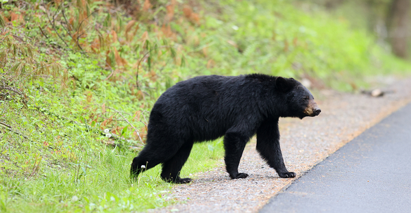 Why did the bear cross the road  Print