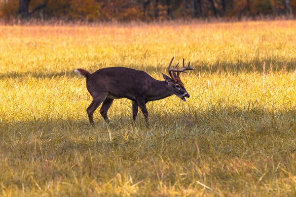 Mid Graze Print