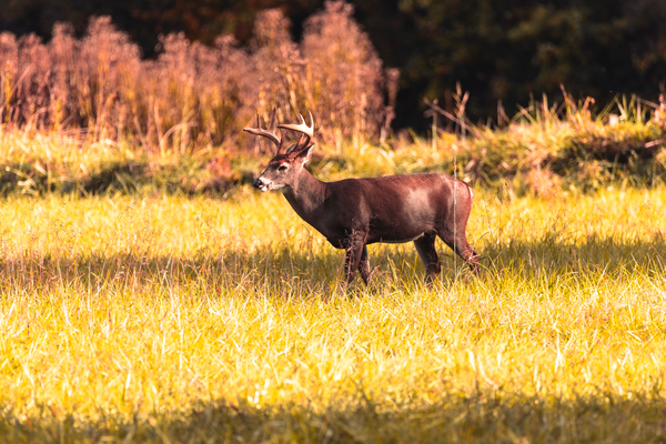 Sunlight Majesty Print