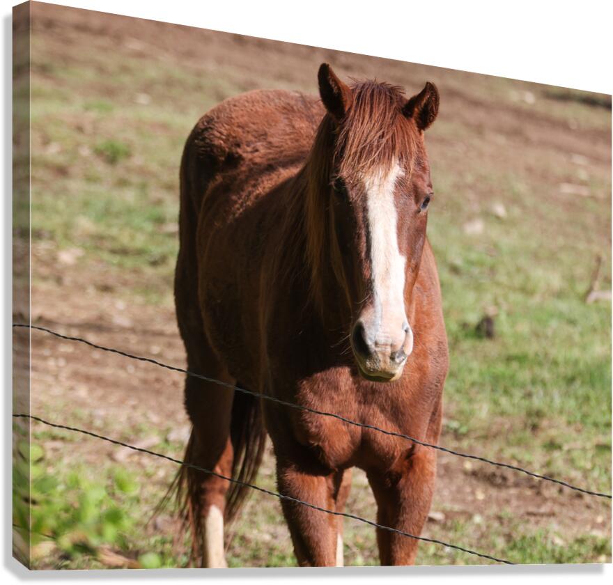 Hello Canvas Print