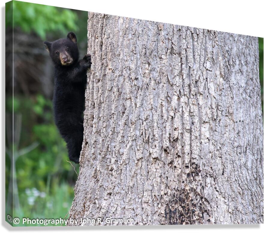 Baby Bear Canvas Print