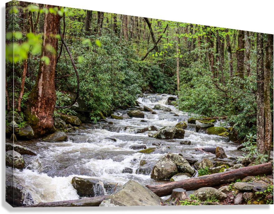 Mountain Stream Canvas Print