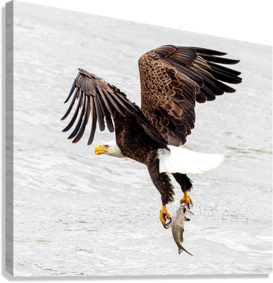 Upstroke Canvas Print