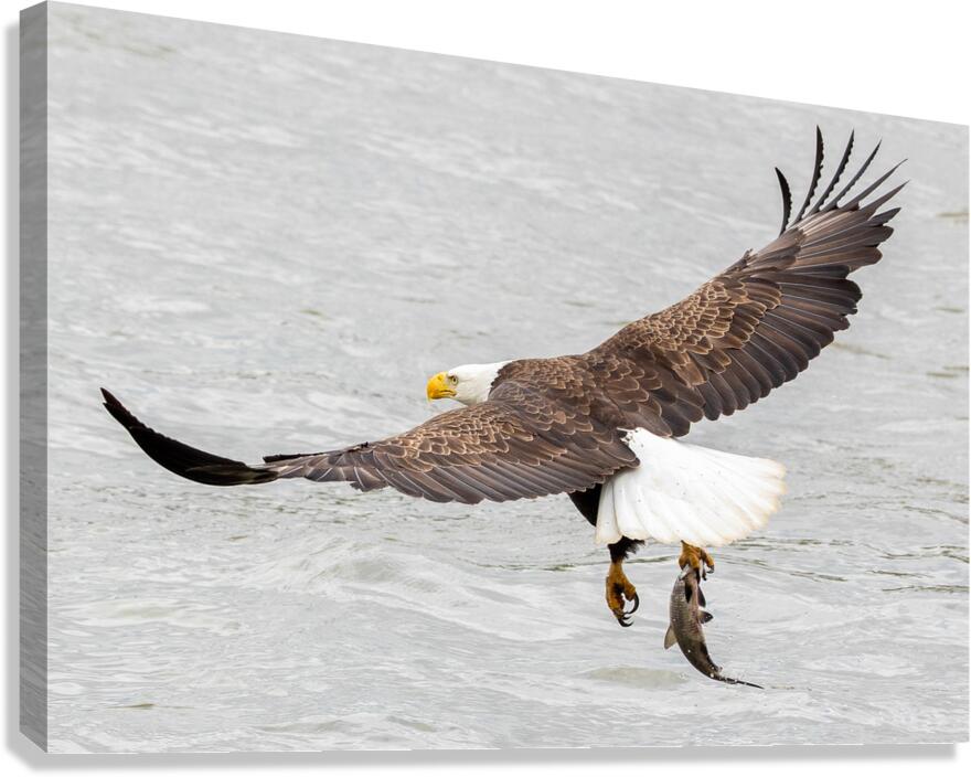 One Claw Catch Canvas Print