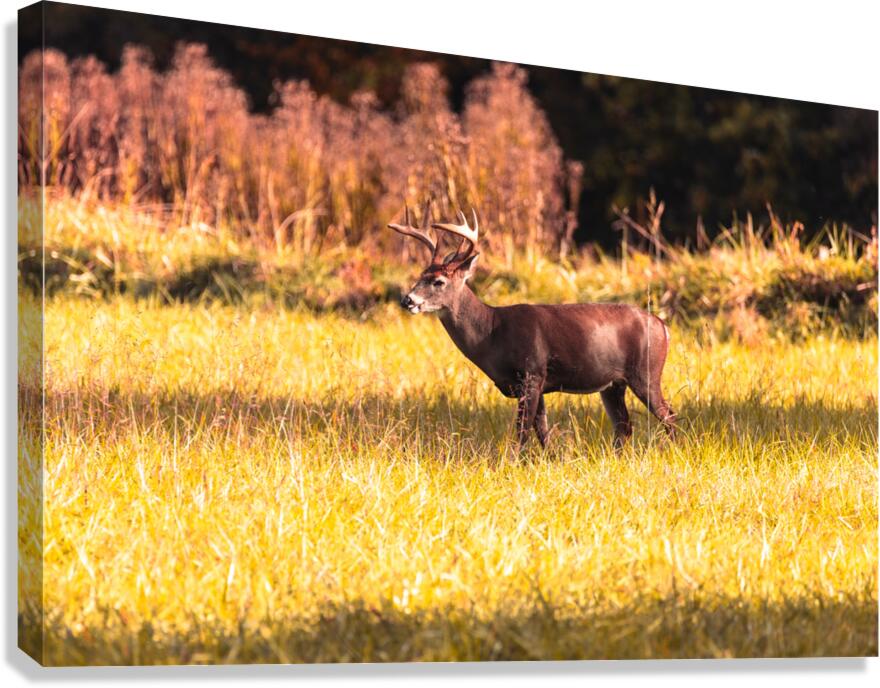 Sunlight Majesty Canvas Print