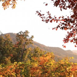 A Veiw of Mt Leconte in Autumn 