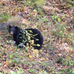 You cant see me bear