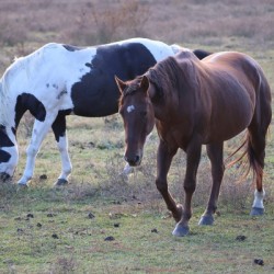 Trail horses of the Smokies
