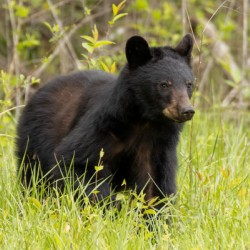 Guardian of the Smokies.