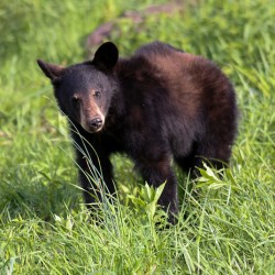 Yearling Curiosity 