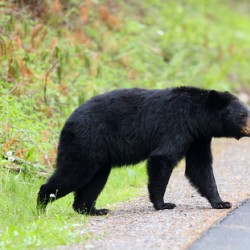 Why did the bear cross the road 