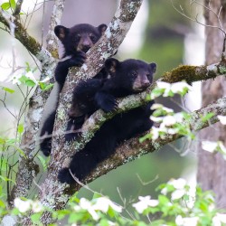 Cuddled Siblings