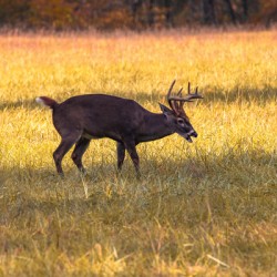 Mid Graze