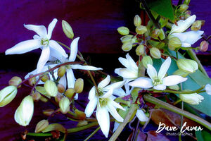 Clematis Armandii Spring Display