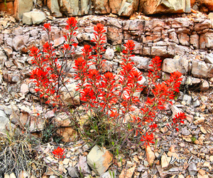 Indian Paintbrush
