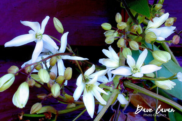 Clematis Armandii Spring Display by Dave Cavan Photo Graphics