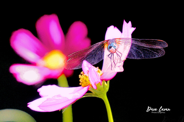 Dancing Dragonfly Print