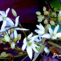 Clematis Armandii Spring Display