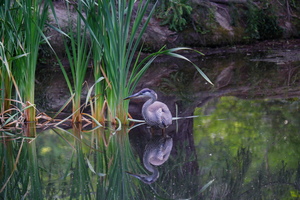 Blue Heron