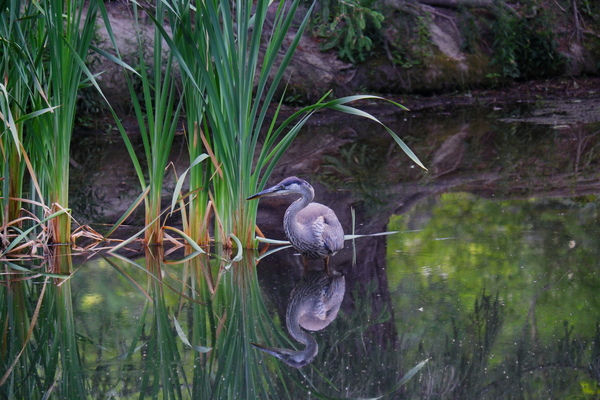 Blue Heron Print