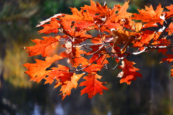 Fall Leaves Print