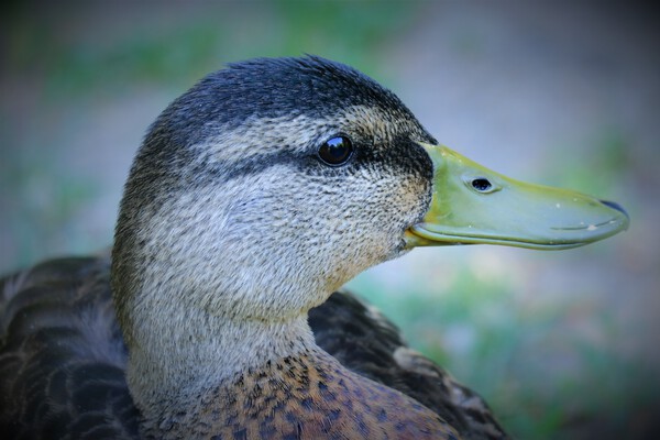 Duck Portrait Print