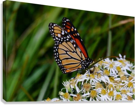 Butterfly Canvas Print