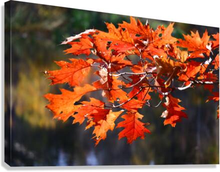 Fall Leaves Canvas Print