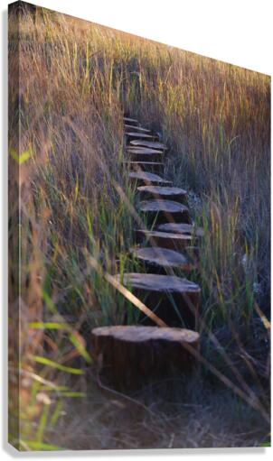 Pathway Canvas Print