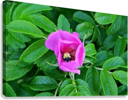 Bumble Beach Rose Canvas Print