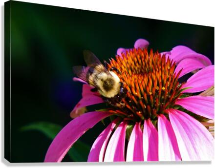 Bumble 5 Canvas Print