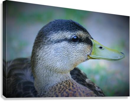 Duck Portrait Canvas Print