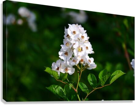Foliage 2 Canvas Print