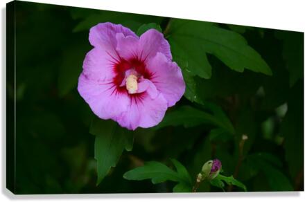 Softened Flower Canvas Print