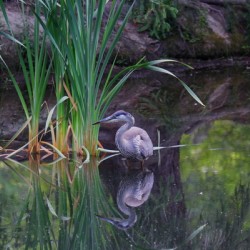 Blue Heron
