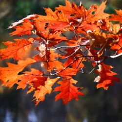 Fall Leaves
