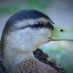 Duck Portrait