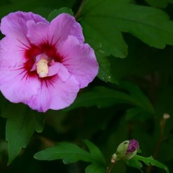 Softened Flower
